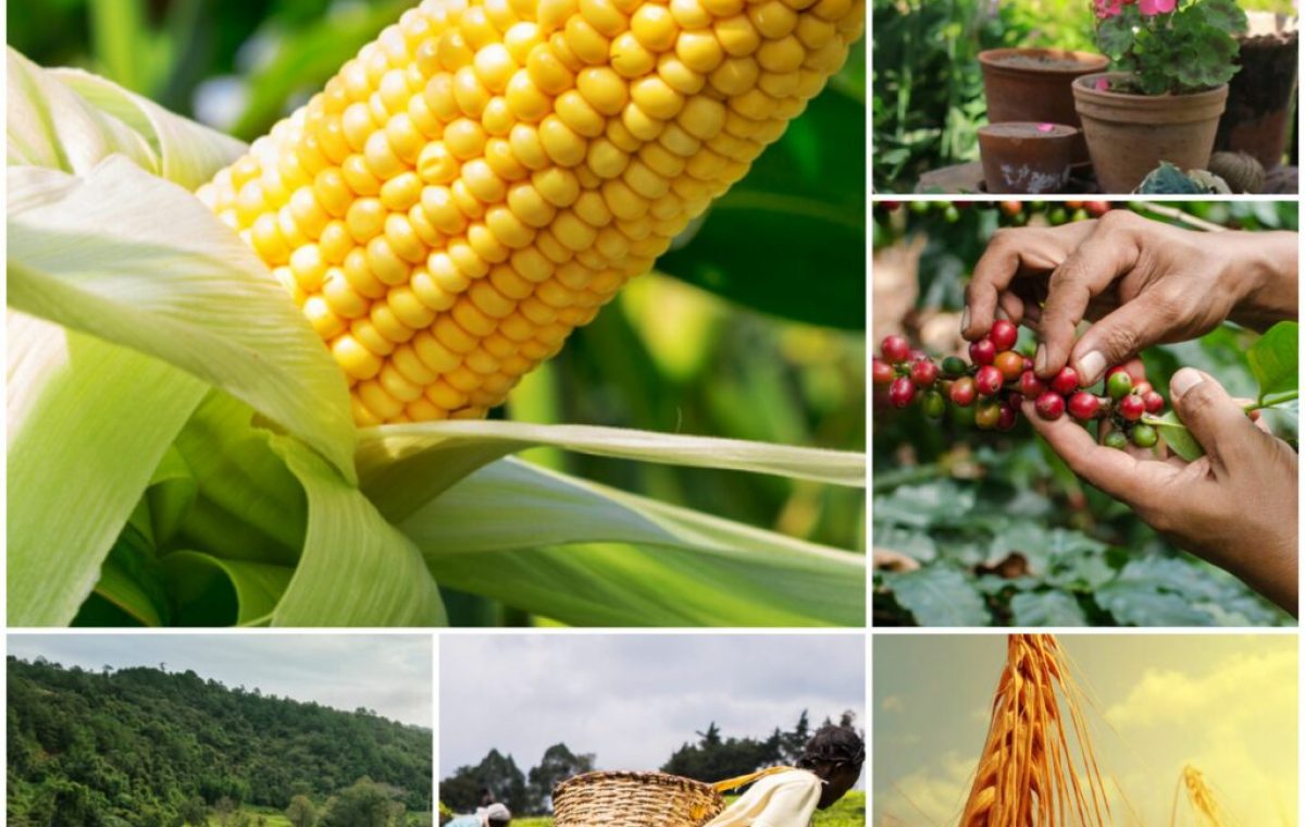 Crop-Insurance-offered-by-Shimin-Insurance-Agency-1024x1024