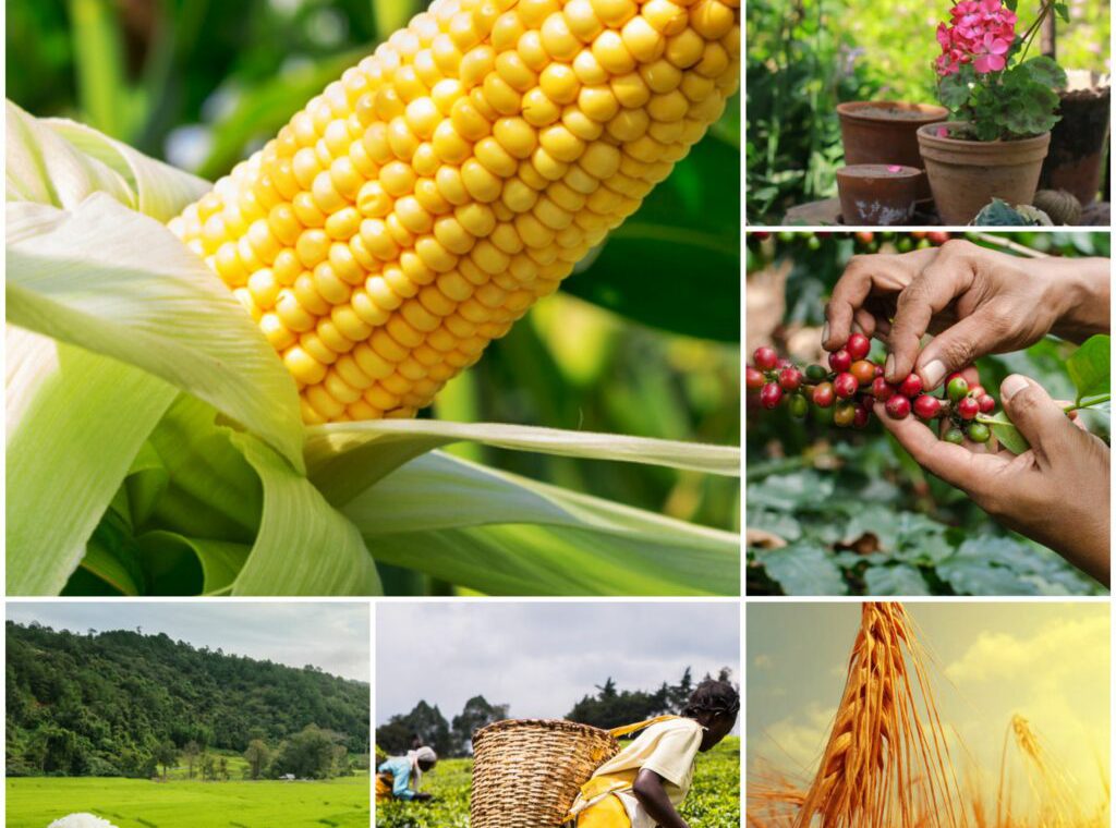 Crop-Insurance-offered-by-Shimin-Insurance-Agency-1024x1024